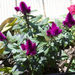 celosia-deep-purple