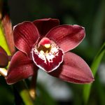 cymbidium-czerwony