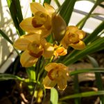 cymbidium-kanarkowy