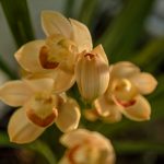 cymbidium-pak-storczyk