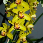 cymbidium-zolty-2