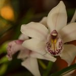 cymbidium1