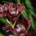 cymbidium4