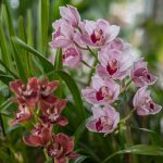 cymbidium5