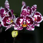 phalenopsis-ciapki