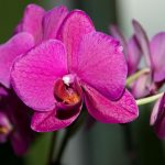 phalenopsis-karmazyn