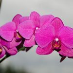 phalenopsis-karmazyn-galazka