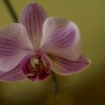 phalenopsis-storczyk-roz