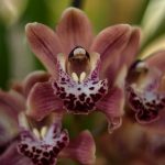 cymbidium