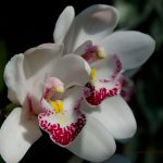 cymbidium-bialy