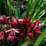 cymbidium-czerwone