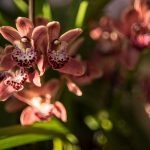 cymbidium-czerwony-2