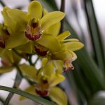 cymbidium-zolty