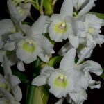 dendrobium-nobile