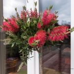 callistemon-citrinus-kuflik