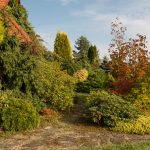 JESIEŃ MAGNOLIA I RODODENDRONY