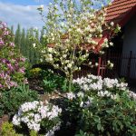 MAGNOLIA I RODODENDRONY